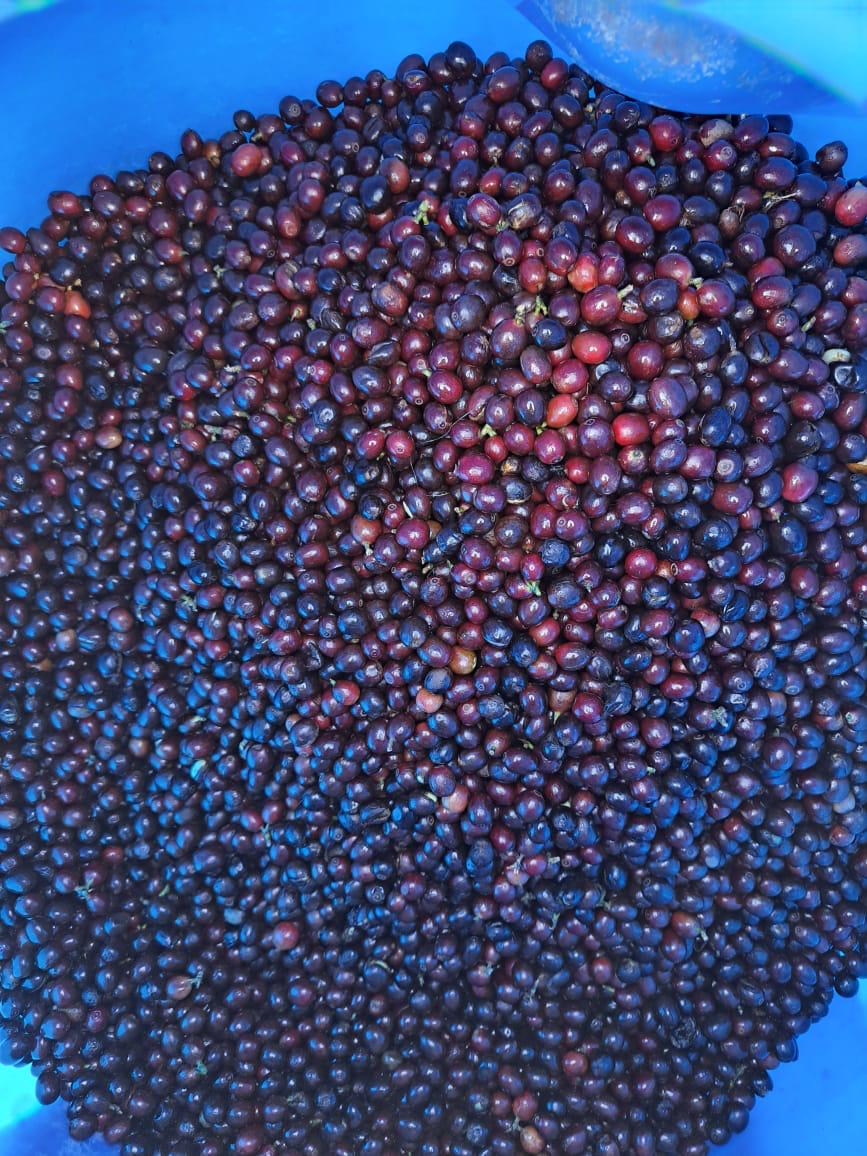 Coffee Roasting Bulk